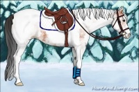 Horse Color:White Spotted Bay Tobiano