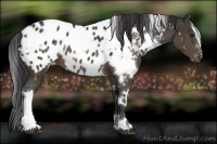 Horse Color:White Spotted Brown Appaloosa 