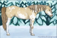 Horse Color:White Spotted Liver Red Dun Splash Frame Rabicano 