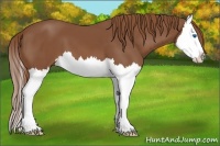 Horse Color:Chestnut Splash 
