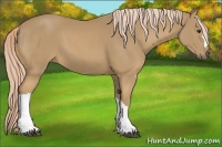 Horse Color:Palomino 