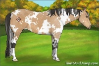 Horse Color:White Spotted Buckskin