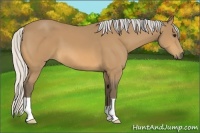 Horse Color:Silver Buckskin 
