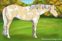 Horse Color:White Spotted Palomino 