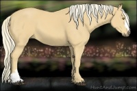 Horse Color:Palomino 