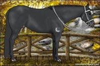 Horse Color:Black Appaloosa Rabicano
