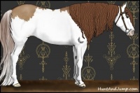 Horse Color:Red Dun Splash 