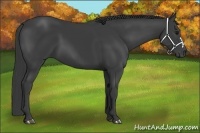Horse Color:Smoky Black 
