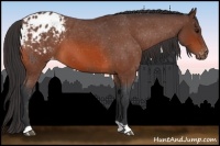 Horse Color:Bay Roan Varnish