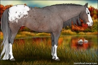 Horse Color:Bay Sabino Splash Appaloosa