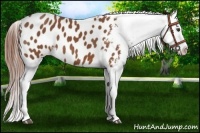 Horse Color:Chestnut Sabino Appaloosa 