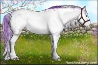 Horse Color:Watercolor Bay Onyx Sabino Near Leopard Rabicano