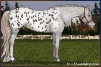 Horse Color:Liver Chestnut Appaloosa 