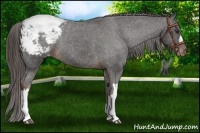 Horse Color:Liver Chestnut Appaloosa 