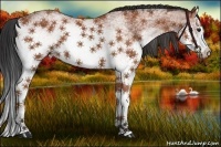 Horse Color:White Spotted Bay Roan Splash
