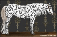 Horse Color:Smoky Black Near Leopard 
