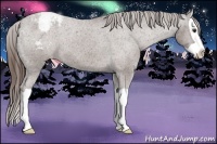 Horse Color:Liver Chestnut Splash Appaloosa