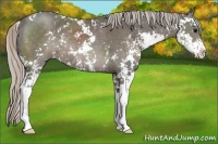 Horse Color:Silver Black Sabino Rabicano 
