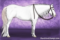 Horse Color:White Spotted Chocolate Palomino Appaloosa