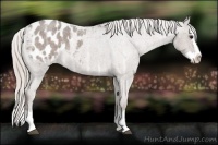Horse Color:Silver Blue Ice Roan Sabino Splash Appaloosa