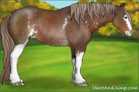 Horse Color:White Spotted Liver Chestnut Sabino Rabicano