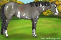 Horse Color:White Spotted Grullo Sabino Splash Rabicano