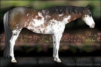 Horse Color:Bay Sabino Rabicano