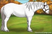 Horse Color:Brown Splash Near Fewspot 