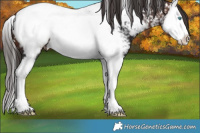 Horse Color:Brown Splash Near Fewspot
