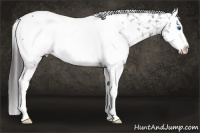 Horse Color:Brown Sabino Splash Appaloosa Rabicano