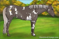 Horse Color:White Spotted Silver Black 