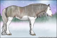 Horse Color:Silver Black Ice Splash Rabicano 