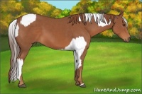 Horse Color:Liver Chestnut Varnish  and Chestnut 