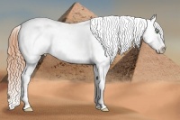 Horse Color:White Spotted Amber Cream Champagne Tobiano Appaloosa Rabicano 
