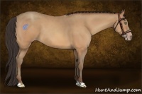 Horse Color:Amber Champagne 