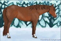 Horse Color:Chestnut Sabino 