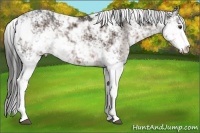 Horse Color:Liver Chestnut Sabino