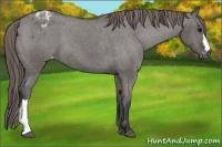 Horse Color:Grullo Varnish 