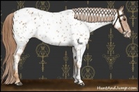 Horse Color:Chestnut Appaloosa Rabicano 