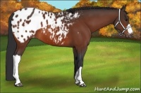 Horse Color:Bay Appaloosa 