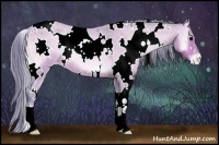 Horse Color:Watercolor White Spotted Bay Roan Onyx Appaloosa