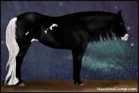 Horse Color:Watercolor White Spotted Chocolate Palomino Appaloosa 