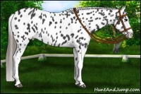 Horse Color:Black Appaloosa Rabicano 