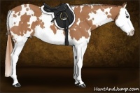 Horse Color:White Spotted Chestnut Splash 