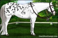 Horse Color:Black Appaloosa 