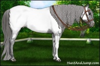 Horse Color:Black Near Fewspot Rabicano 
