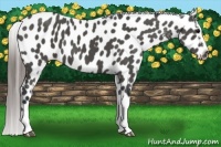 Horse Color:Black Near Leopard 