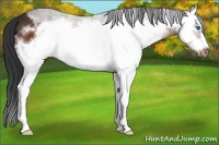 Horse Color:White Spotted Bay Sabino Splash Frame 