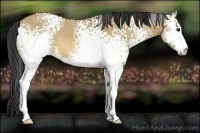 Horse Color:White Spotted Bay Dun Sabino 
