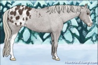 Horse Color:Liver Chestnut Sabino Appaloosa 
